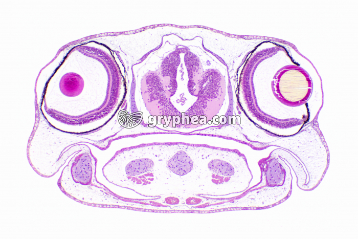Tétard de Grenouille tête CT x10 - gryphea.com